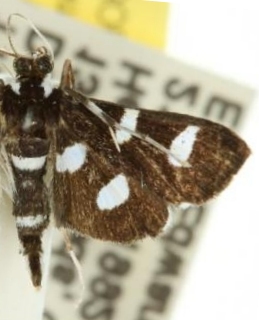Bocchoris discrepans Butler